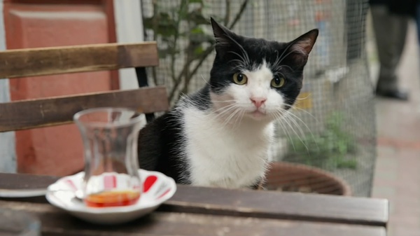 每一个伊斯坦布尔人都是他们的铲屎官