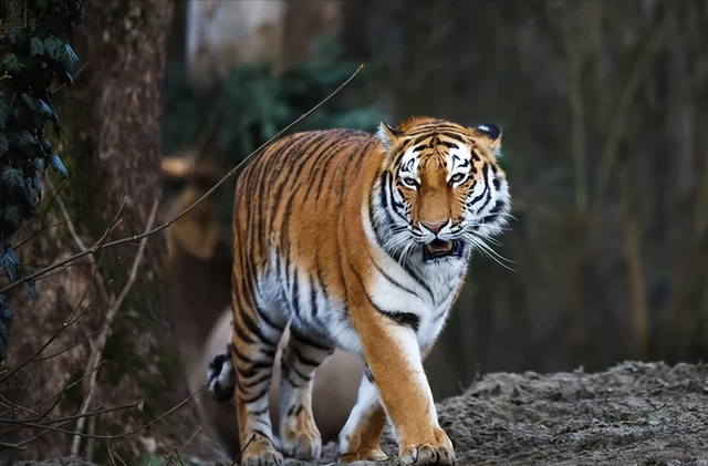 故宫有幅名画：老虎被画成“病猫”，最后放大10倍后发现其中秘密
