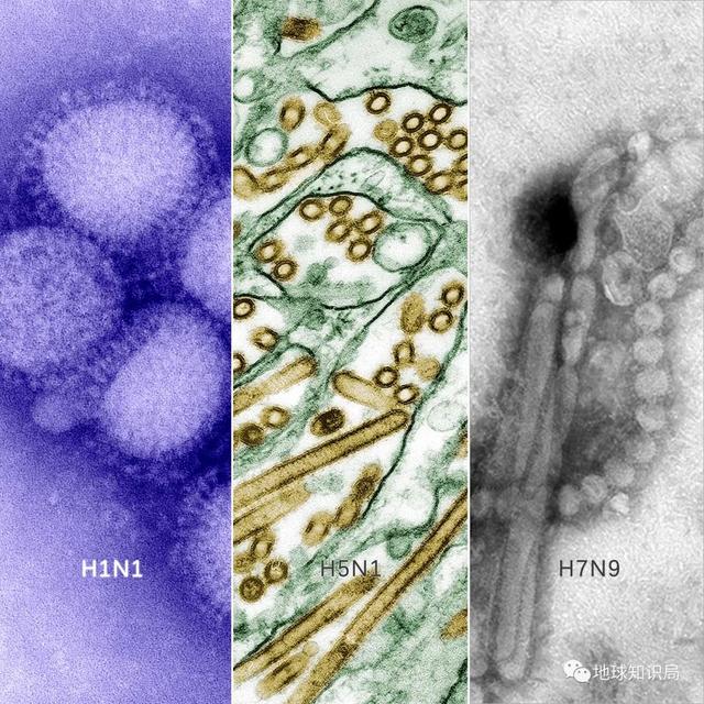 大流感，只是变弱了