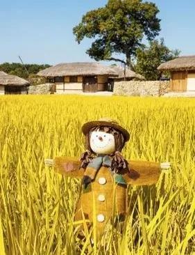 《麦田里的守望者》今又重读，才明白作者究竟要守望的是什么？