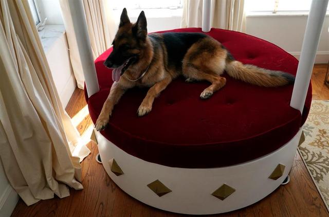 世界上最富有的宠物竟是它，身价5亿美元！霉霉的猫都要靠边站