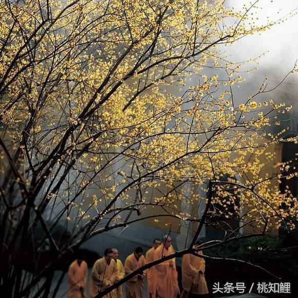 66c50002b1388317b7cb