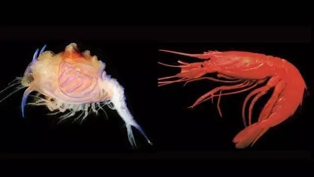 124800063bde17294b96