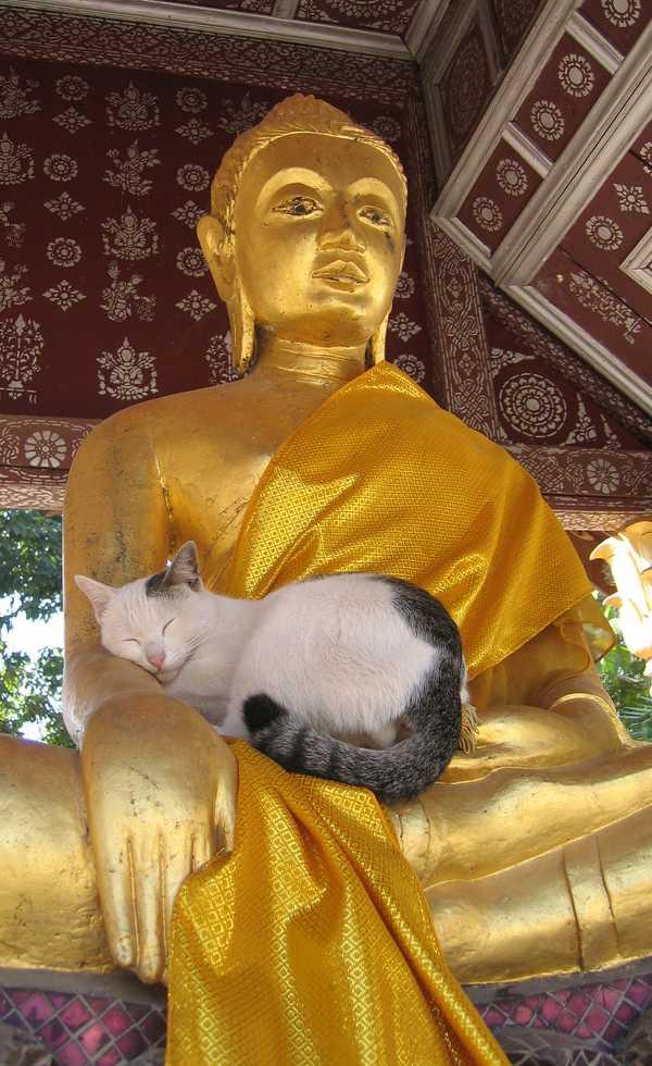 24340003b6fba6f52495