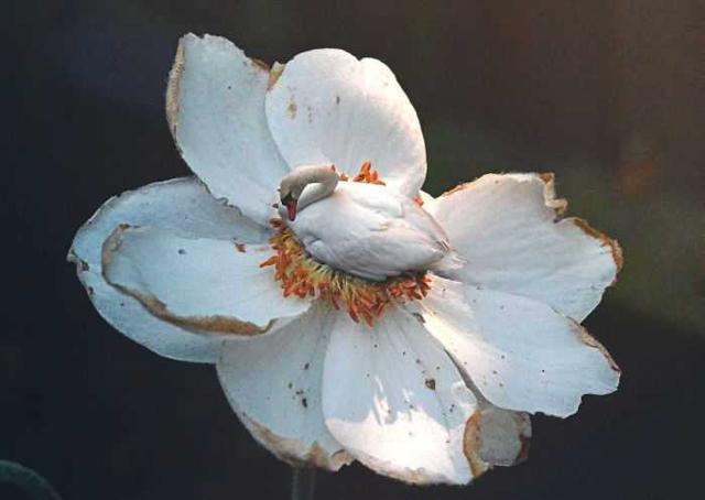 5e8b0000f4fe33a213ca