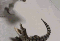 15262209161101f3ed31415