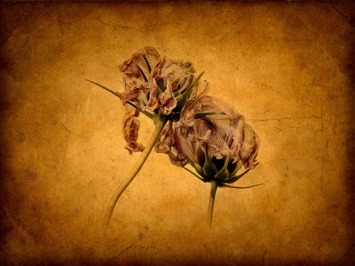 15263451309965d86c33d14