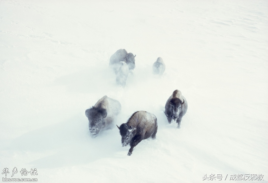 1526268650315b84c329481