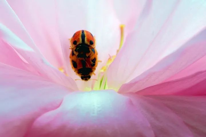 1528086577021a4f50447af