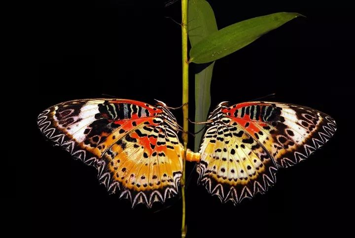 15280865774432bd4b77109