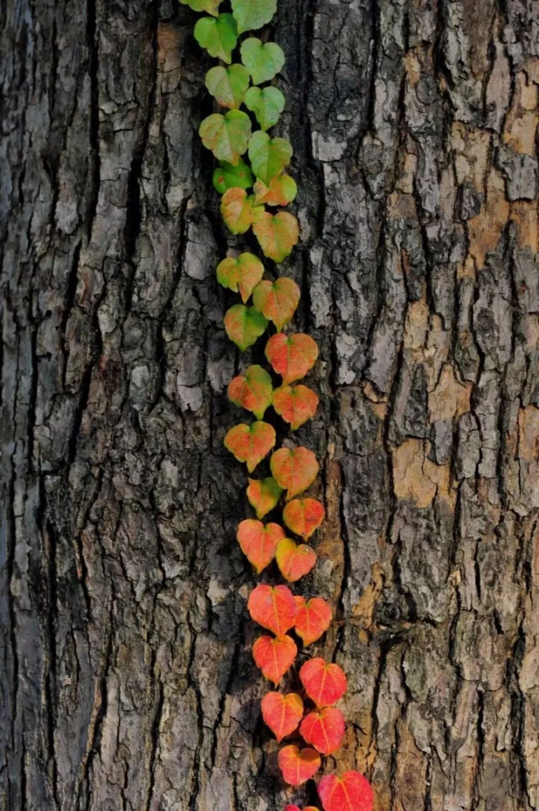 152808657774694a6c843a4