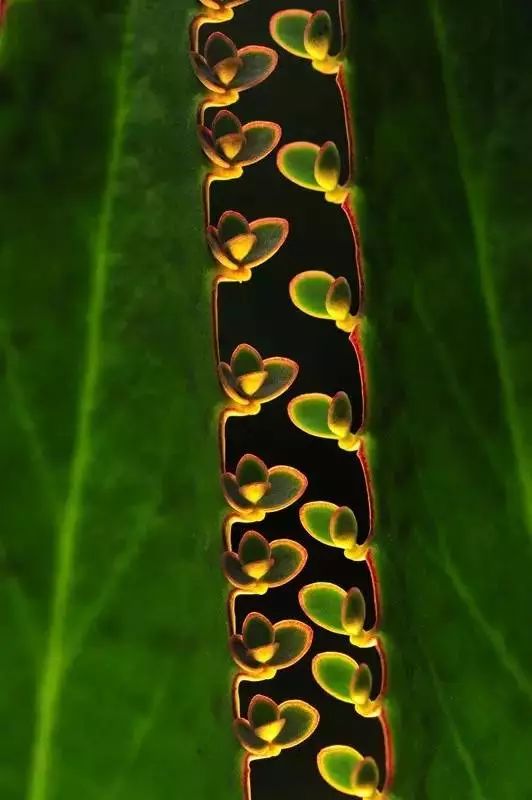 15280865778765327f0eac9