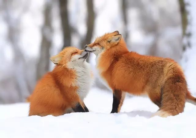 1528086578288c8b0315e5e