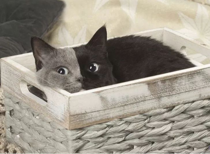 153959818841474126f1ac3