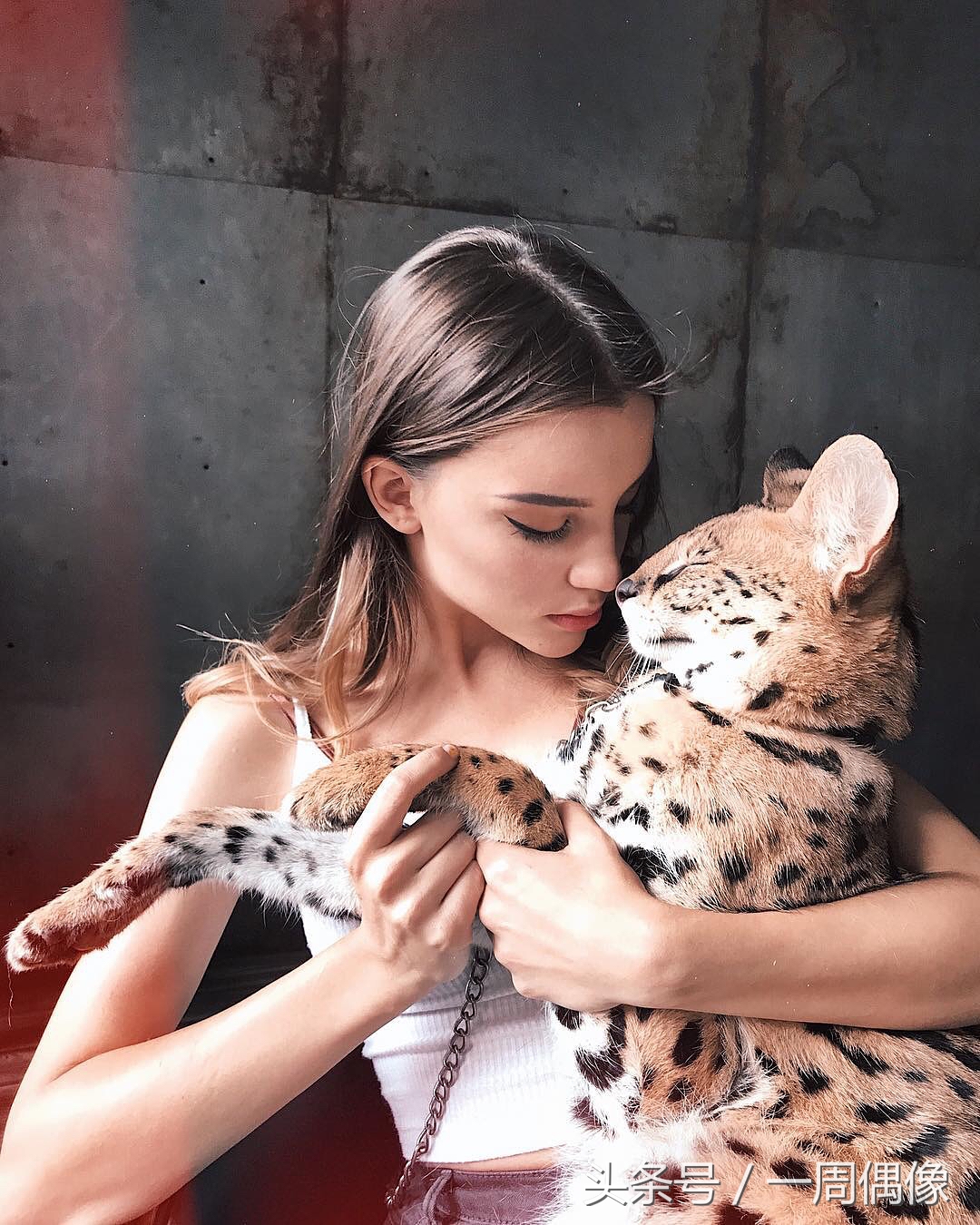 15240186041821ed162b29a