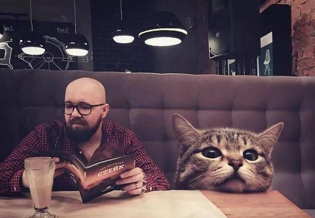 当他养了一只3米高的猫，治愈了整个世界