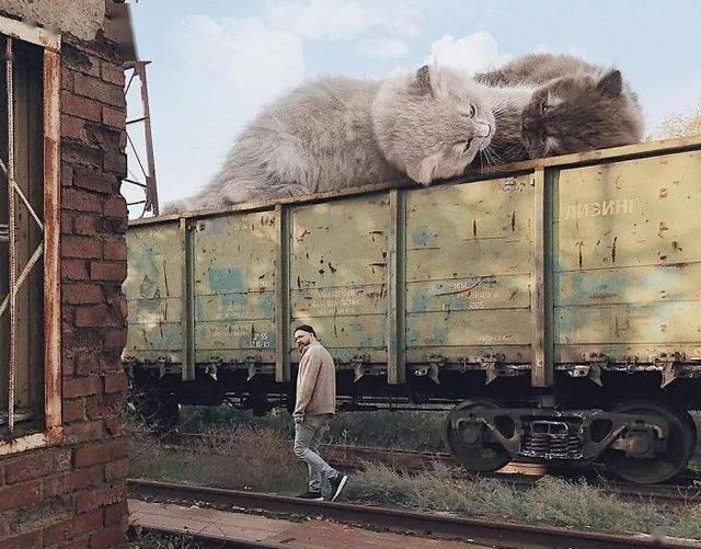 当他养了一只3米高的猫，治愈了整个世界