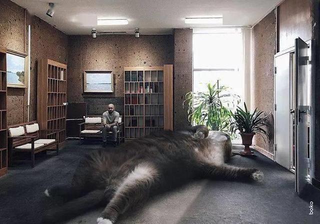 当他养了一只3米高的猫，治愈了整个世界