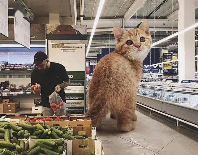 当他养了一只3米高的猫，治愈了整个世界