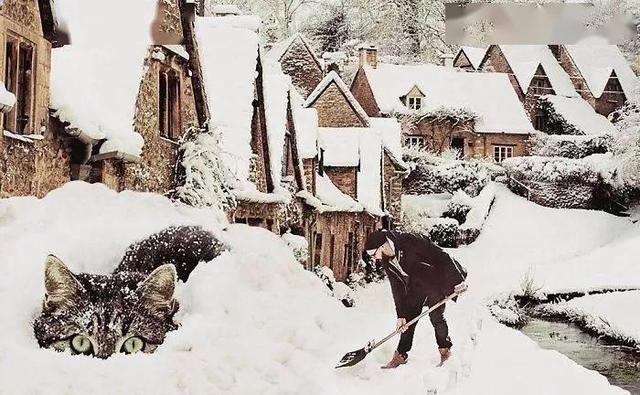 当他养了一只3米高的猫，治愈了整个世界