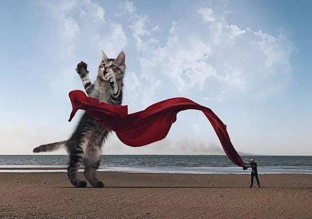 当他养了一只3米高的猫，治愈了整个世界