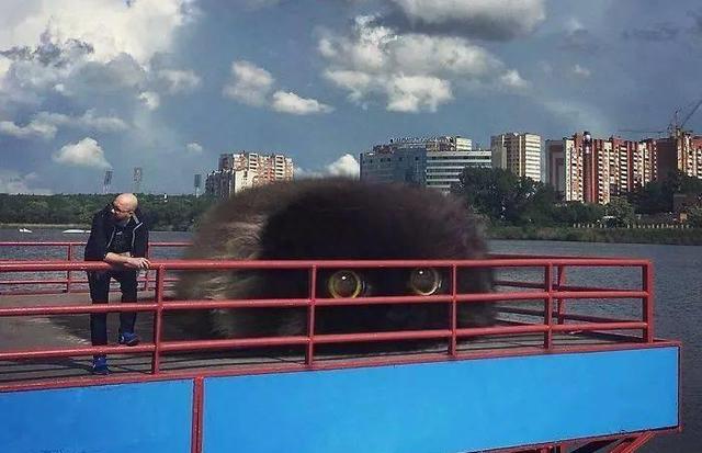 当他养了一只3米高的猫，治愈了整个世界