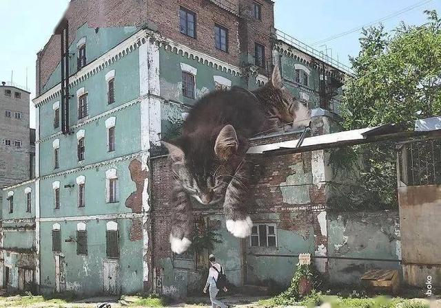 当他养了一只3米高的猫，治愈了整个世界