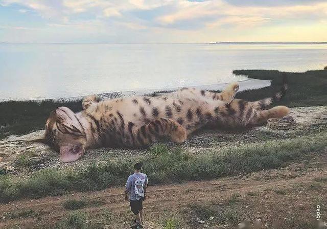 当他养了一只3米高的猫，治愈了整个世界