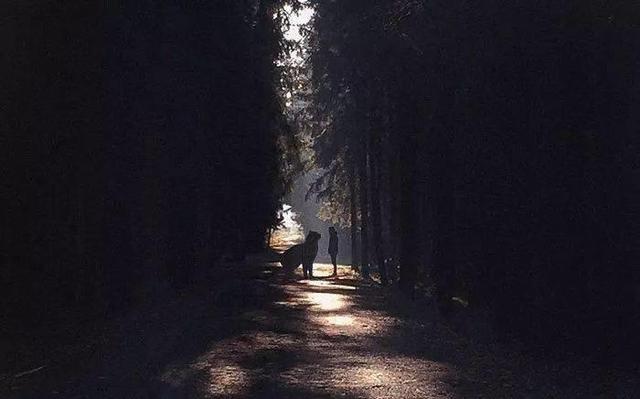 当他养了一只3米高的猫，治愈了整个世界