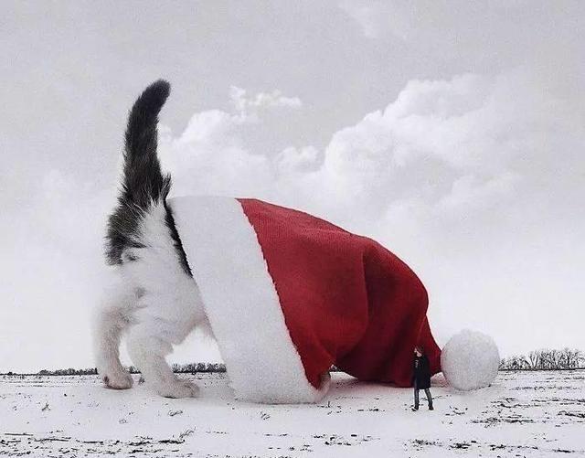 当他养了一只3米高的猫，治愈了整个世界