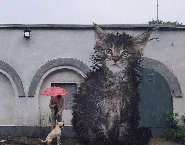 当他养了一只3米高的猫，治愈了整个世界