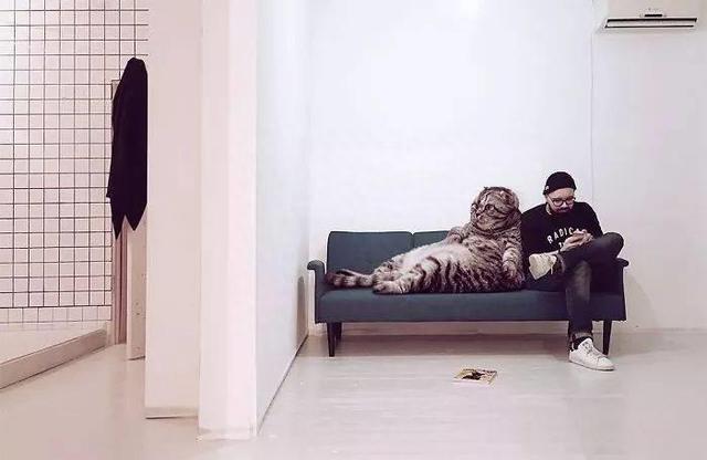 当他养了一只3米高的猫，治愈了整个世界