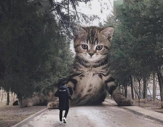 当他养了一只3米高的猫，治愈了整个世界