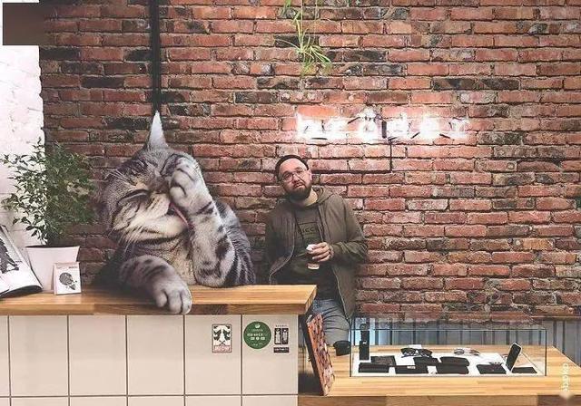 当他养了一只3米高的猫，治愈了整个世界