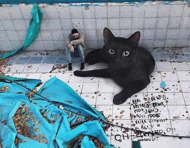 当他养了一只3米高的猫，治愈了整个世界