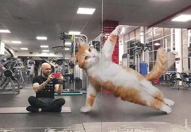 当他养了一只3米高的猫，治愈了整个世界