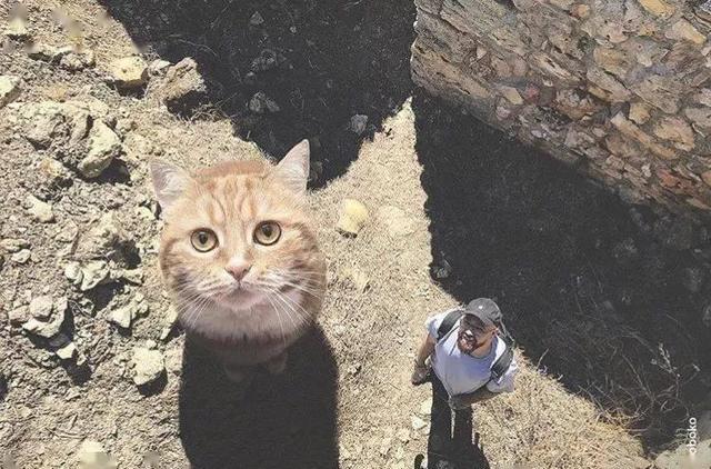 当他养了一只3米高的猫，治愈了整个世界