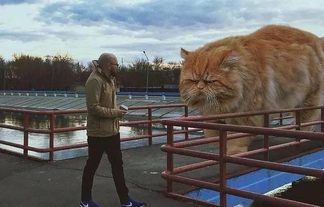 当他养了一只3米高的猫，治愈了整个世界