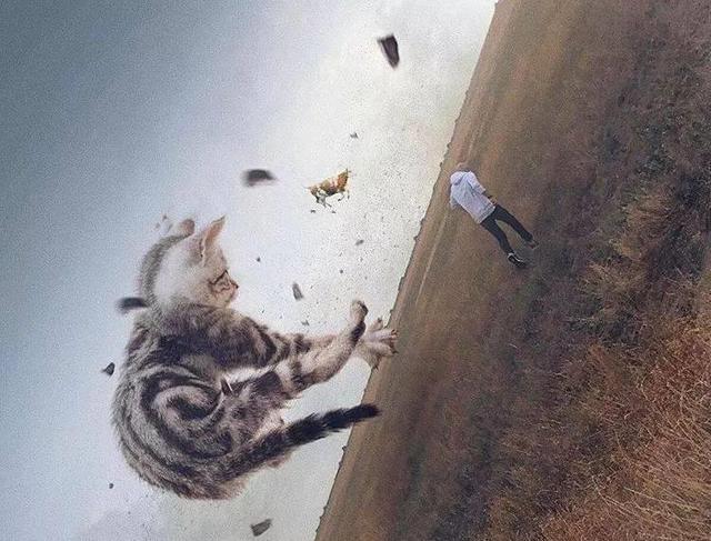当他养了一只3米高的猫，治愈了整个世界