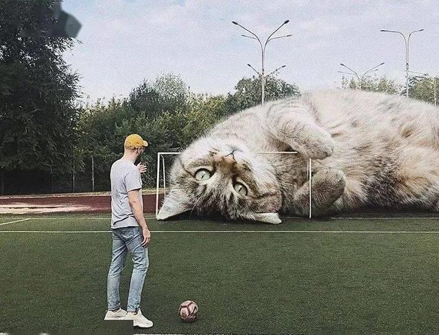 当他养了一只3米高的猫，治愈了整个世界