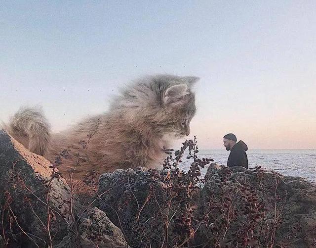 当他养了一只3米高的猫，治愈了整个世界