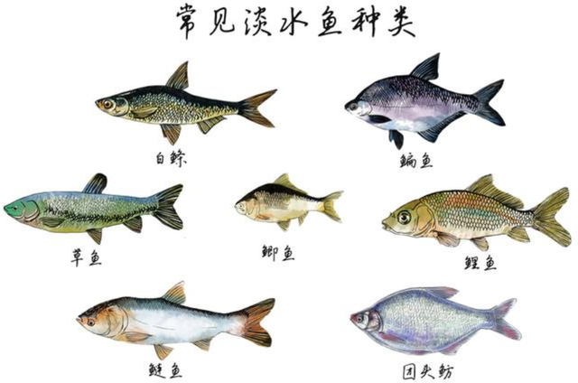 海洋动物也需要喝水，但海水很咸不能喝，那它们怎么喝到水？