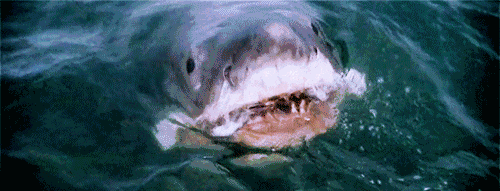 海洋动物也需要喝水，但海水很咸不能喝，那它们怎么喝到水？