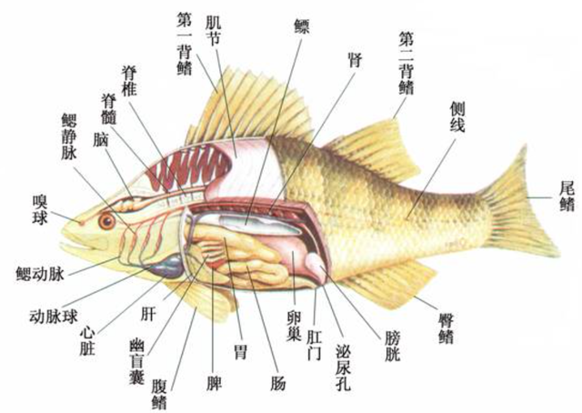 海洋动物也需要喝水，但海水很咸不能喝，那它们怎么喝到水？
