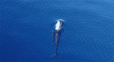 海洋动物也需要喝水，但海水很咸不能喝，那它们怎么喝到水？