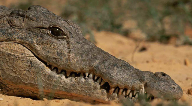 海洋动物也需要喝水，但海水很咸不能喝，那它们怎么喝到水？