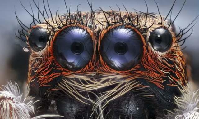 31张显微镜下拍摄的图片，看完感觉世界观被完全颠覆了