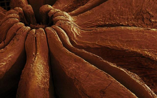 31张显微镜下拍摄的图片，看完感觉世界观被完全颠覆了