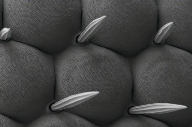 31张显微镜下拍摄的图片，看完感觉世界观被完全颠覆了