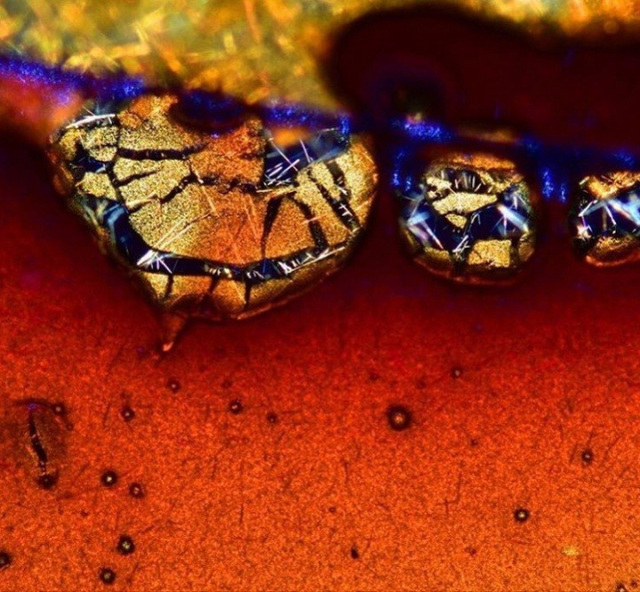 31张显微镜下拍摄的图片，看完感觉世界观被完全颠覆了